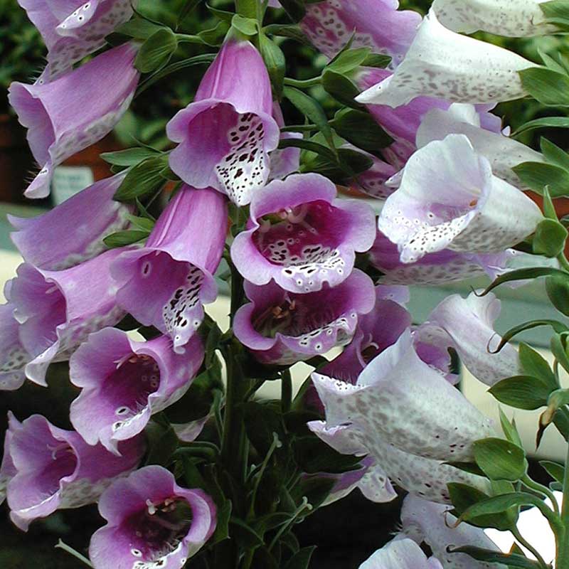 Close-up of the giant bell-shaped white and purple blooms on Giant Shirley Foxglove. 