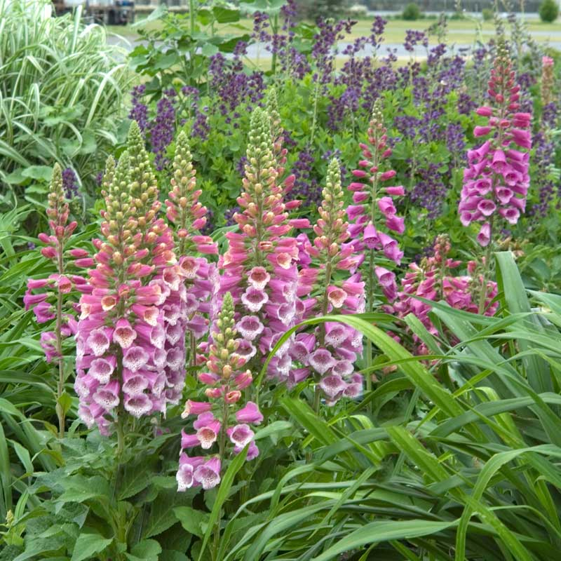 Large pink, white, and purple Giant Shirley Foxglove flower spikes hovering above handsome green foliage. 