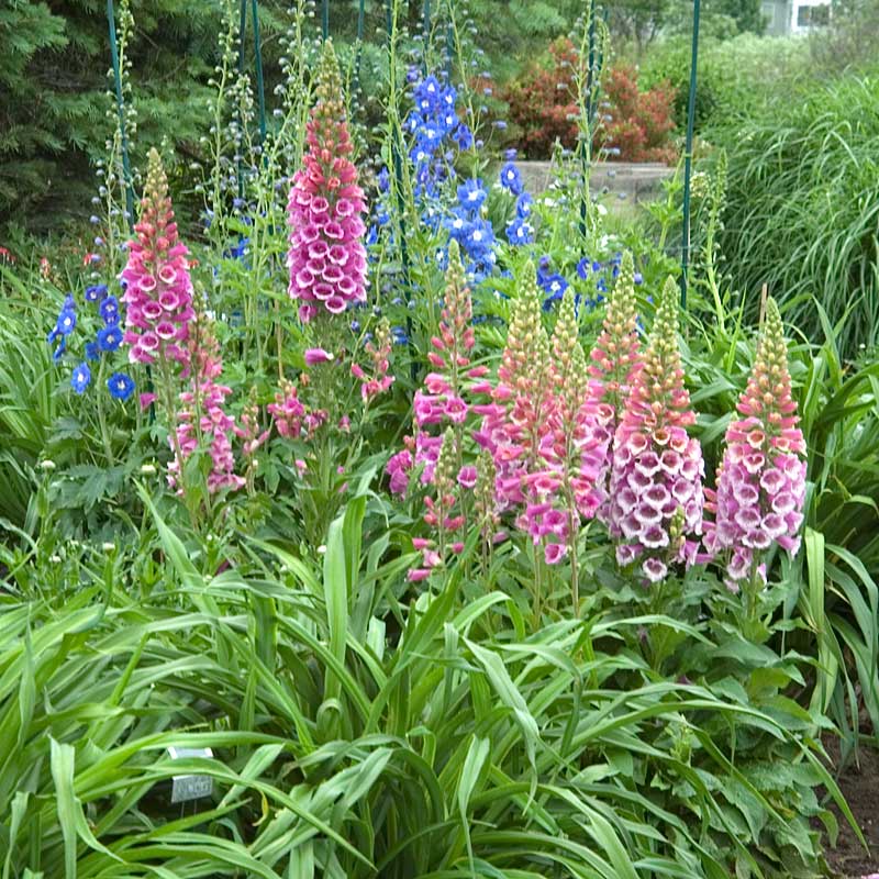 Giant Shirley Foxglove with pink, fushia, and purple flower spikes hovering above green foliage in a garden. 