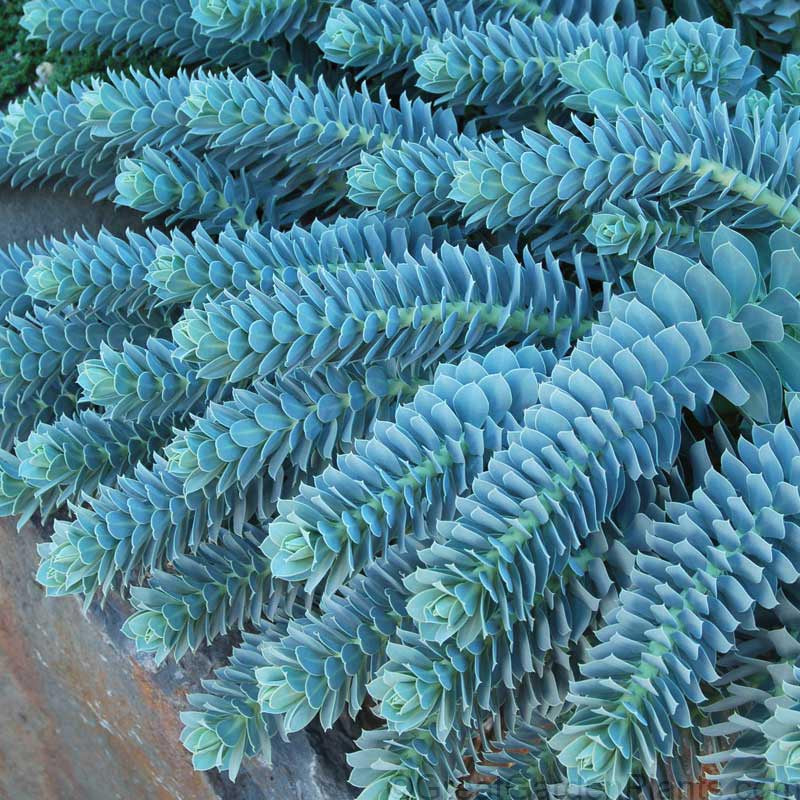 Queue d'âne au feuillage bleu poudré et doux. 