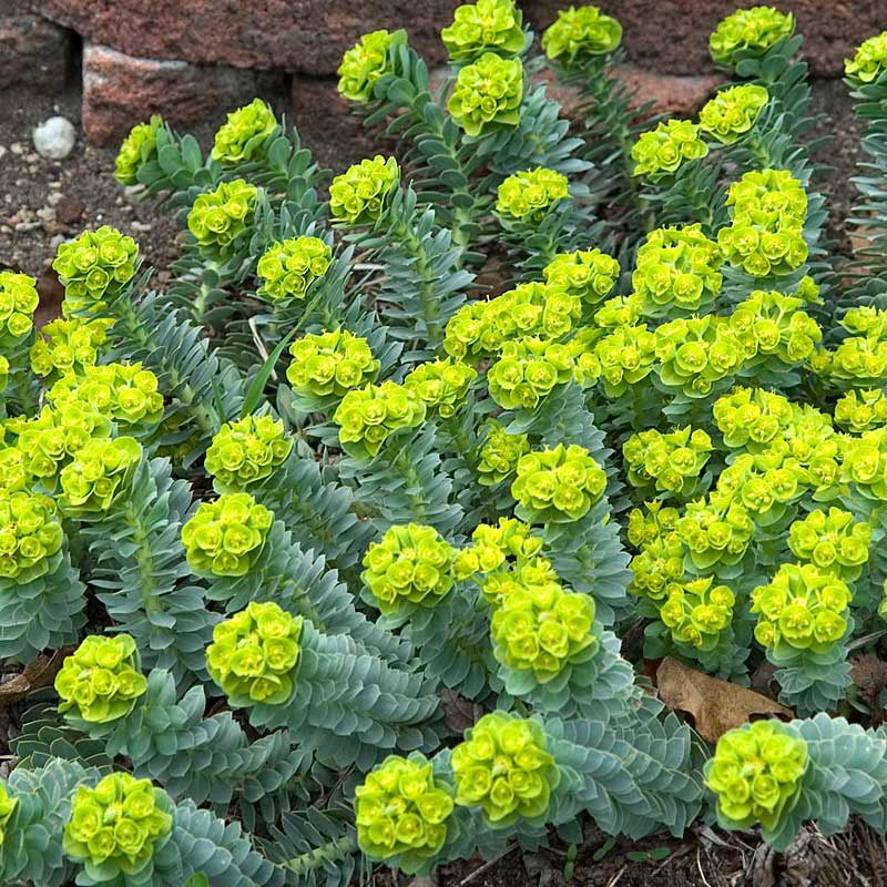 La queue d'âne produit des fleurs jaunes à la fin du printemps.