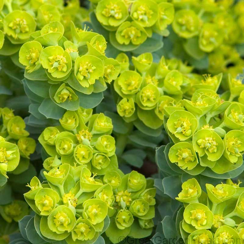 Gros plan sur les fleurs jaune citron de la Queue d'âne. 