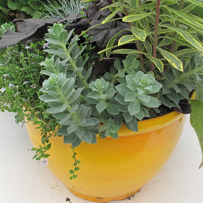 Queue d'âne à feuilles verticillées, cultivée en pot avec d'autres plantes.