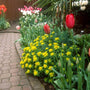 Euphorbe coussin dans un jardin de tulipes. 