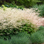 Chantilly Lace Goatsbeard with foamy white plume flowers and textured foliage. 