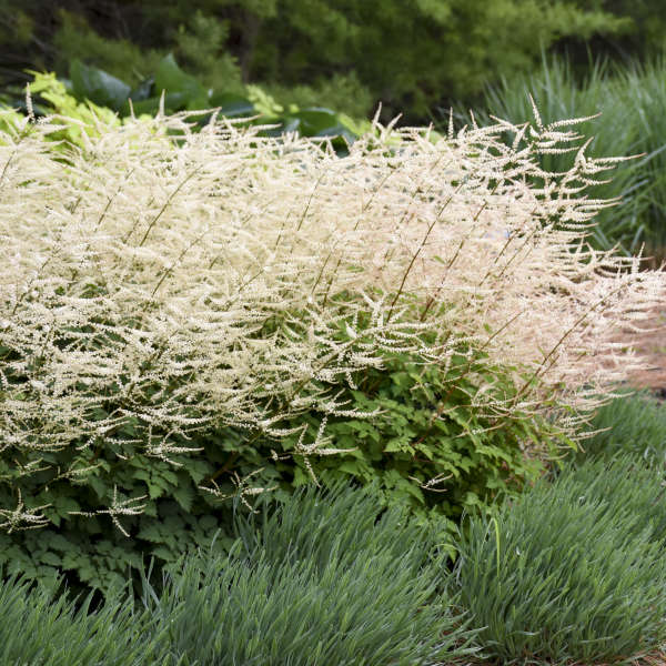 Chantilly Lace Goatsbeard with foamy white plume flowers and textured foliage. 