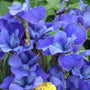 Iris de Sibérie à bordure argentée, aux élégantes fleurs d'un bleu intense et flamboyant, finement bordées de blanc. 