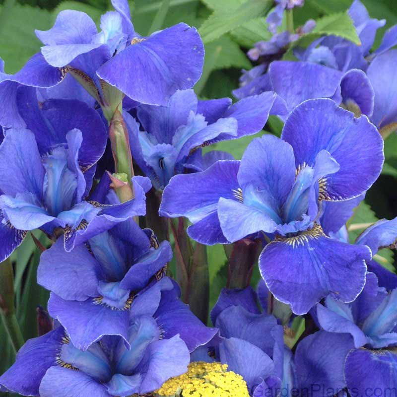 Iris de Sibérie à bordure argentée, aux élégantes fleurs d'un bleu intense et flamboyant, finement bordées de blanc. 