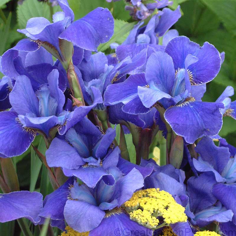 Iris de Sibérie à bordure argentée, aux pétales d'un bleu intense délicatement ourlés de blanc argenté. 