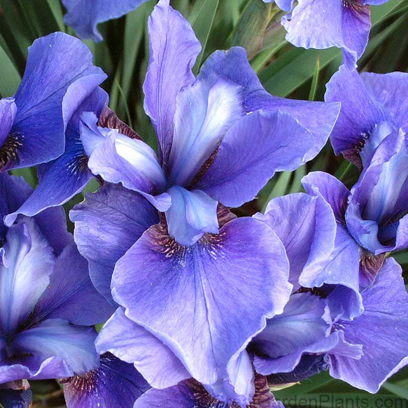 Gros plan sur les élégantes fleurs bleues de l'iris de Sibérie Silver Edge. 