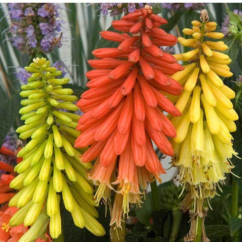 One red-orange and two yellow bottlebrush-shaped Flamenco Red Hot Poker spikes of tubular blooms. 