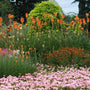 A row of Flamenco Red Hot Pokers towering over other plants in a garden. 