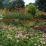 Flamenco Red Hot Pokers with vibrant orange flower spikes floating above other plants in a garden. 