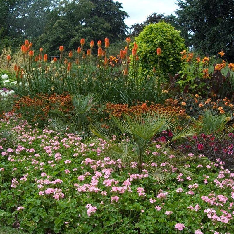 Flamenco Red Hot Pokers with vibrant orange flower spikes floating above other plants in a garden. 