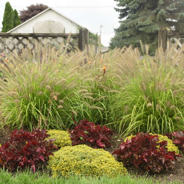 L'herbe fontaine Prairie Winds® 'Lemon Squeeze' possède un feuillage jaune vif.