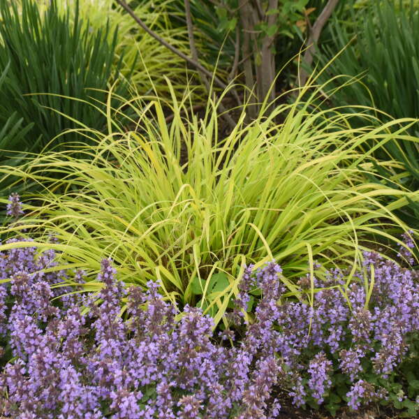 L'herbe fontaine Prairie Winds® 'Lemon Squeeze' est facile à cultiver pour les débutants.