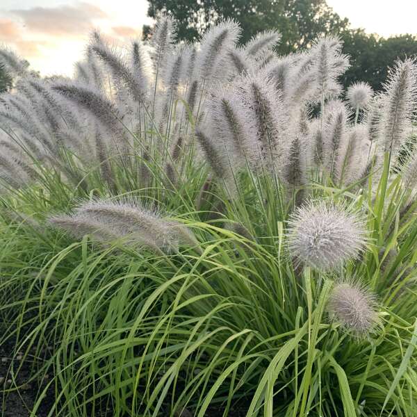 L'herbe fontaine Prairie Winds® 'Lemon Squeeze' présente des épis de fleurs duveteux en été et en automne.