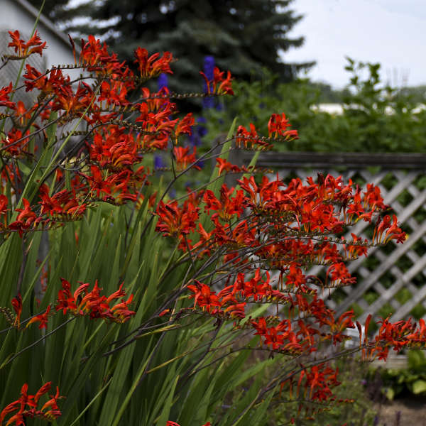 Fiery red tubular Lucifer Montbretia blooms on arching stems. 