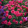 Raspberry Ruffles Dianthus with pink flowers and blue-green foliage. 