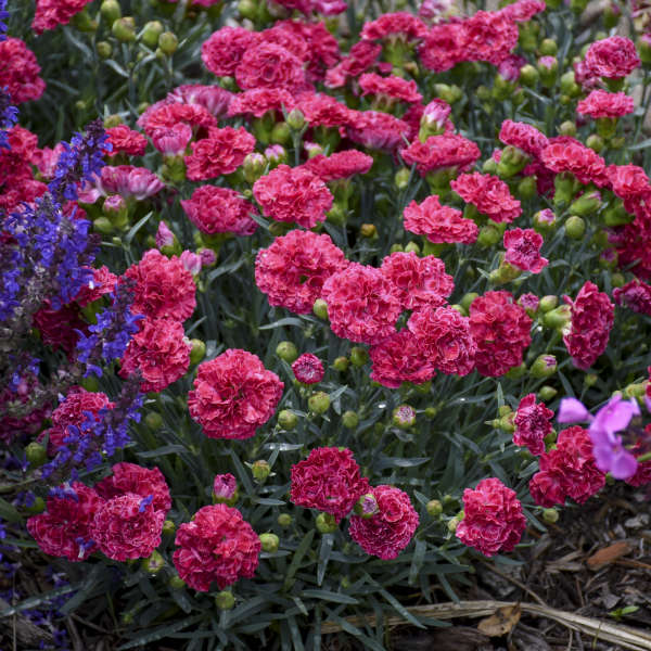 Raspberry Ruffles Dianthus with pink flowers and blue-green foliage. 