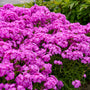 Le phlox hybride Ultrapink d'Opening Act possède des fleurs rose fluorescent.