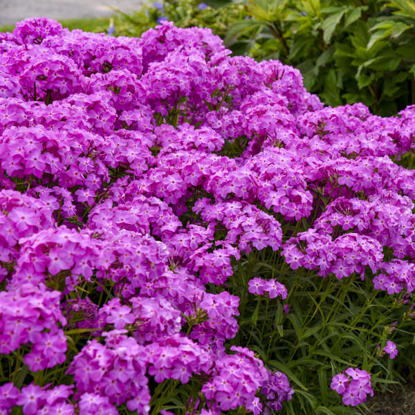 Le phlox hybride Ultrapink d'Opening Act possède des fleurs rose fluorescent.