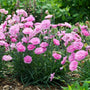 Sweetie Pie Dianthus with spiky blue foliage and sweet pink flowers. 