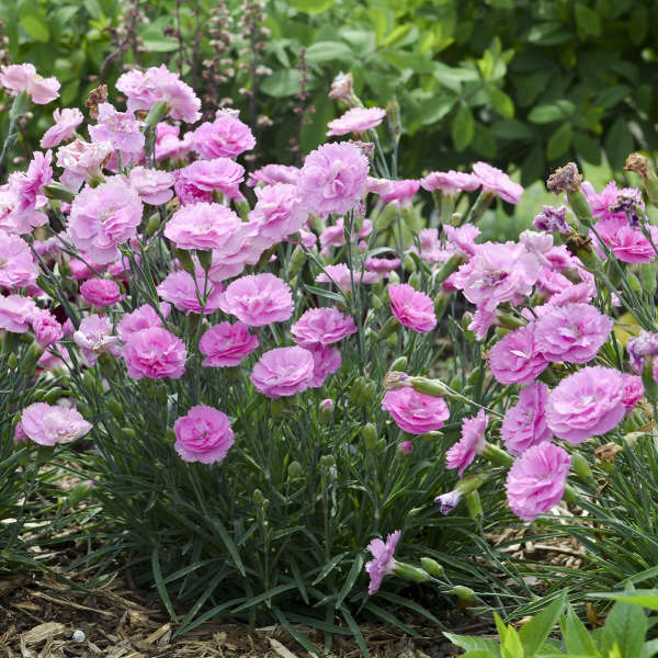 Sweetie Pie Dianthus with spiky blue foliage and sweet pink flowers. 