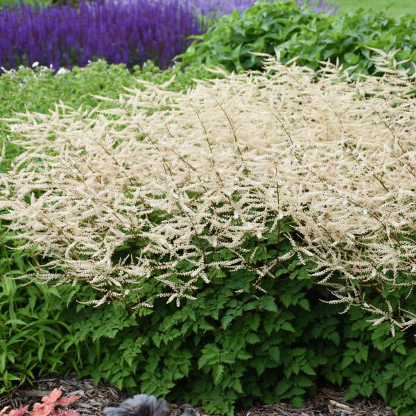 Chantilly Lace Goatsbeard with foamy white blooms in a garden. 