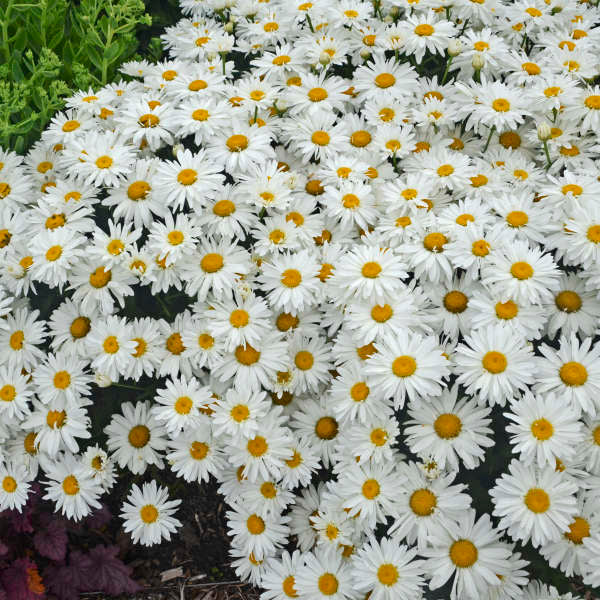 Whoops-A-Daisy Shasta Daisy with an abundance of white blooms. 