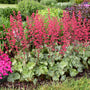 Clochettes de corail Dolce Spearmint aux fleurs roses flottant au-dessus d'un feuillage vert argenté dans un jardin. 