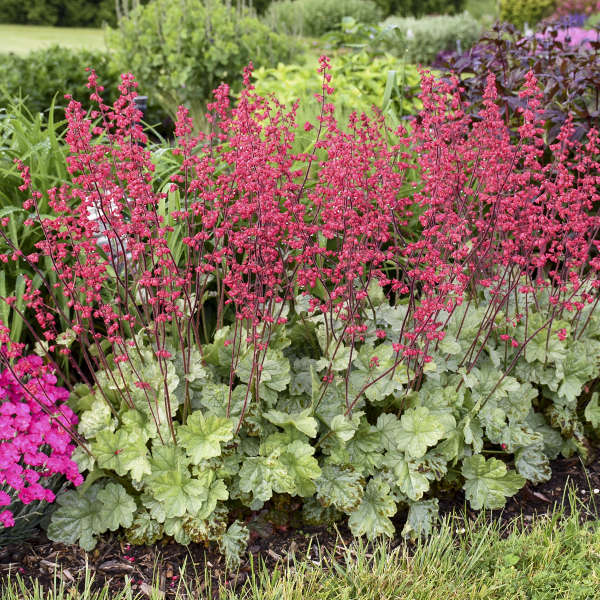 Clochettes de corail Dolce Spearmint aux fleurs roses flottant au-dessus d'un feuillage vert argenté dans un jardin. 