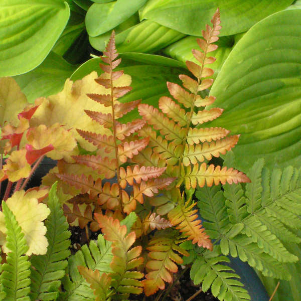 Close-up on juvenile orange and yellow leaves mixed in with the mature green leaves of Brilliance Autumn Fern. 