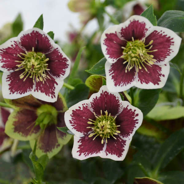Proven Winners Lenten Rose