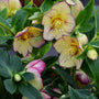 Close-up of the buttery yellow flowers painted with burgundy-purple streaks of Honeymoon Tropical Sunset Lenten Rose. 