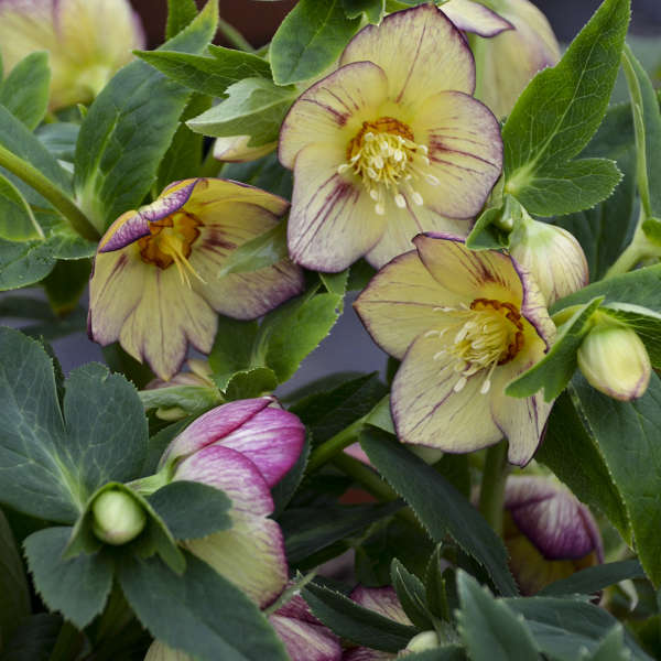 Close-up of the buttery yellow flowers painted with burgundy-purple streaks of Honeymoon Tropical Sunset Lenten Rose. 