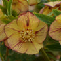 Close-up of a buttery yellow and purple Honeymoon Tropical Sunset Lenten Rose bloom. 
