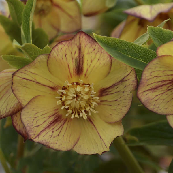 Close-up of a buttery yellow and purple Honeymoon Tropical Sunset Lenten Rose bloom. 