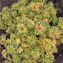 'Atlantis' Stonecrop with variegated foliage in landscape