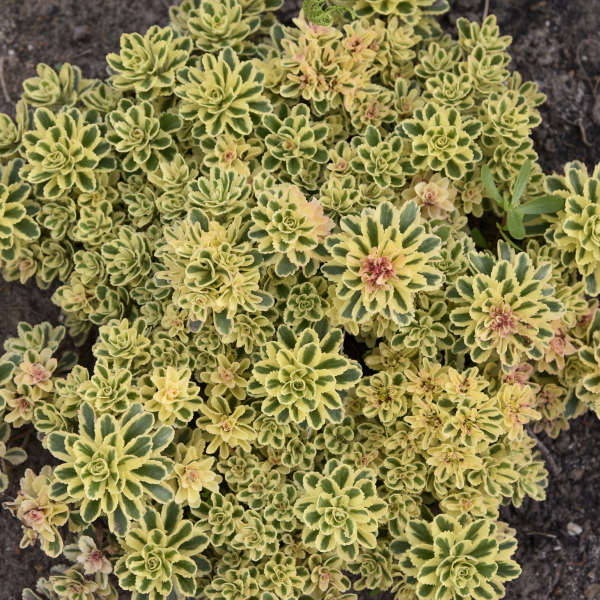 'Atlantis' Stonecrop with variegated foliage in landscape