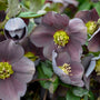 Close-up of Honeymoon Vegas Nights Lenten Rose's large dark grey and purple flowers. 