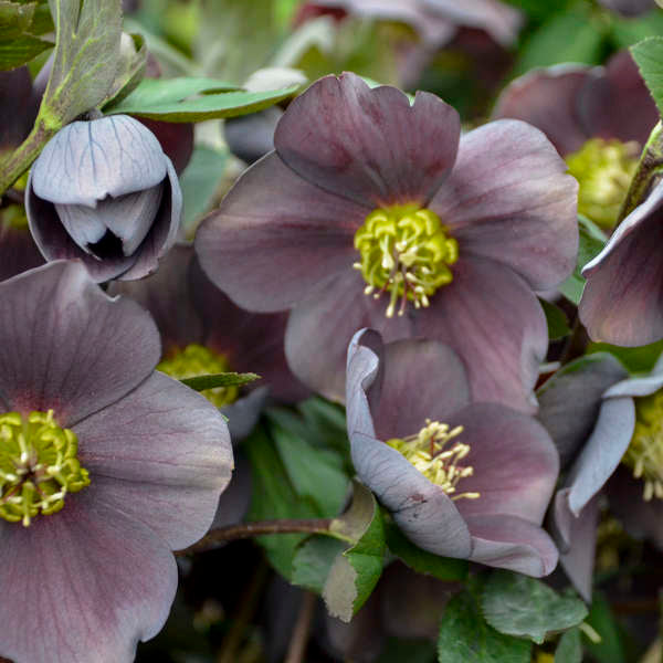 Close-up of Honeymoon Vegas Nights Lenten Rose's large dark grey and purple flowers. 