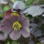 A large grey and purple Honeymoon Vegas Night Lenten Rose bloom. 