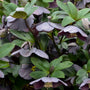 Honeymoon Vegas Nights Lenten Rose with dark grey and purple blooms and lush green foliage. 