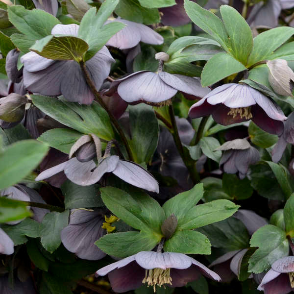Honeymoon Vegas Nights Lenten Rose with dark grey and purple blooms and lush green foliage. 