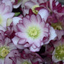 La rose de Carême Wedding Party® Blushing Bridesmaid (Helleborus Honeymoon Series) est facile à cultiver même dans des endroits difficiles.