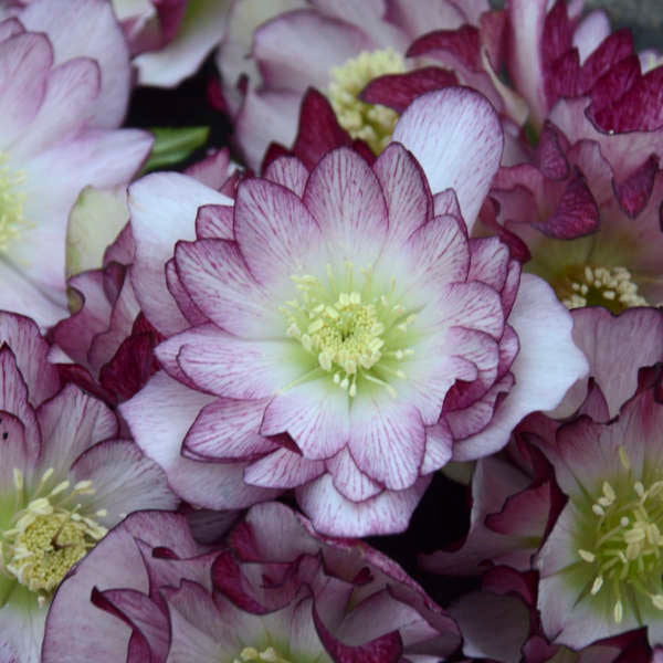 La rose de Carême Wedding Party® Blushing Bridesmaid (Helleborus Honeymoon Series) est facile à cultiver même dans des endroits difficiles.