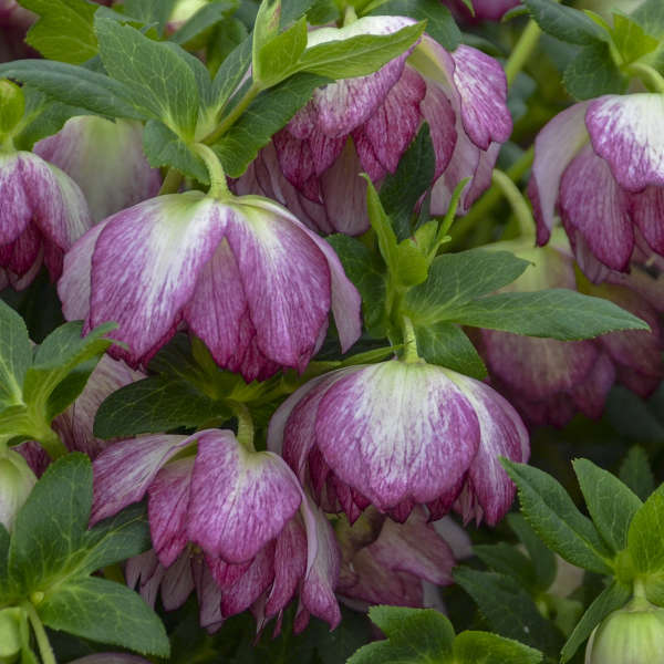 Les fleurs de la collection Wedding Party® Blushing Bridesmaid Lenten Rose (Helleborus Honeymoon Series) ont une longue durée de vie.