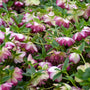 Le rose de carême Wedding Party® Blushing Bridesmaid (Helleborus Honeymoon Series) est résistant aux cerfs et aux lapins.