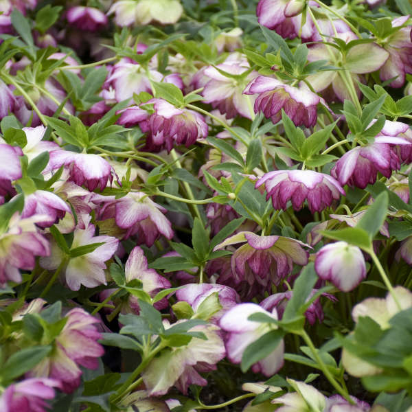 Le rose de carême Wedding Party® Blushing Bridesmaid (Helleborus Honeymoon Series) est résistant aux cerfs et aux lapins.
